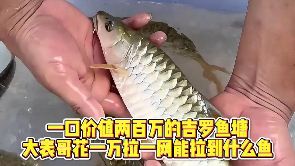 吉羅魚的市場前景如何？