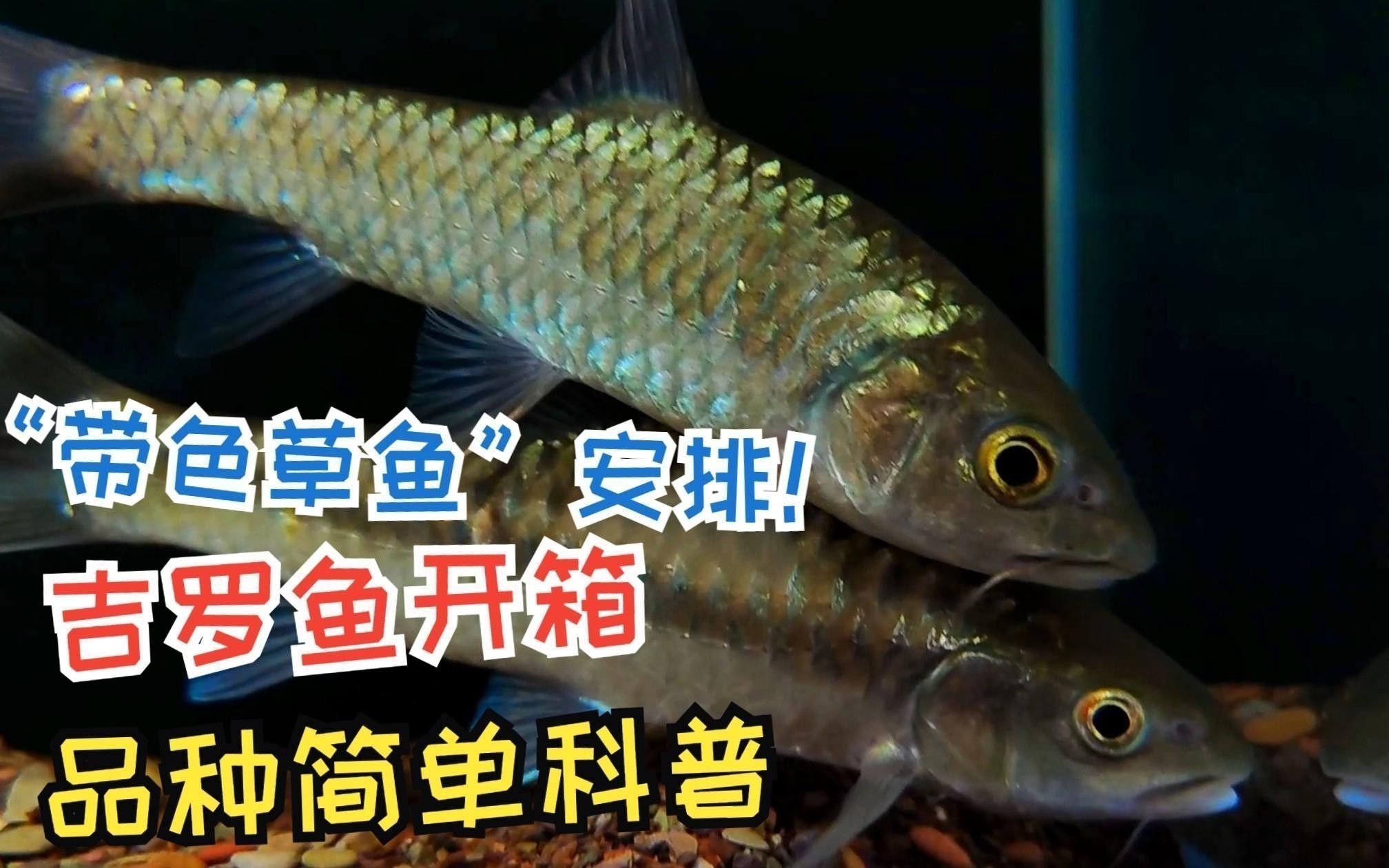 吉羅魚的市場前景如何？
