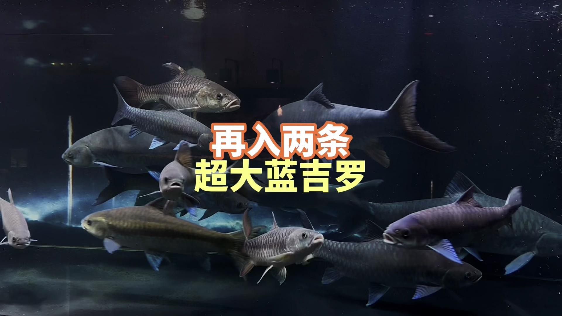 吉羅魚的市場前景如何？