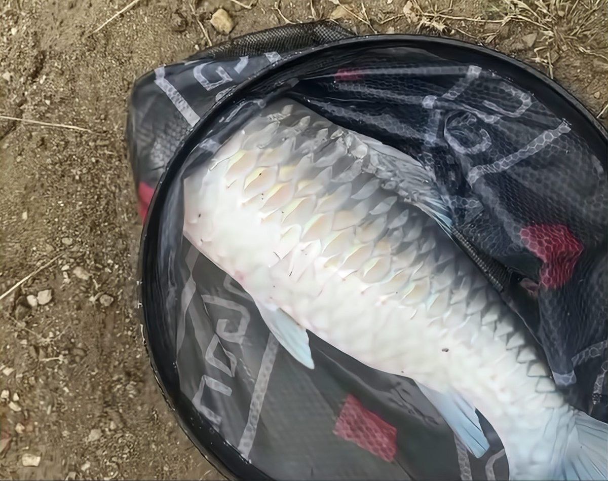 吉羅魚的市場前景如何？
