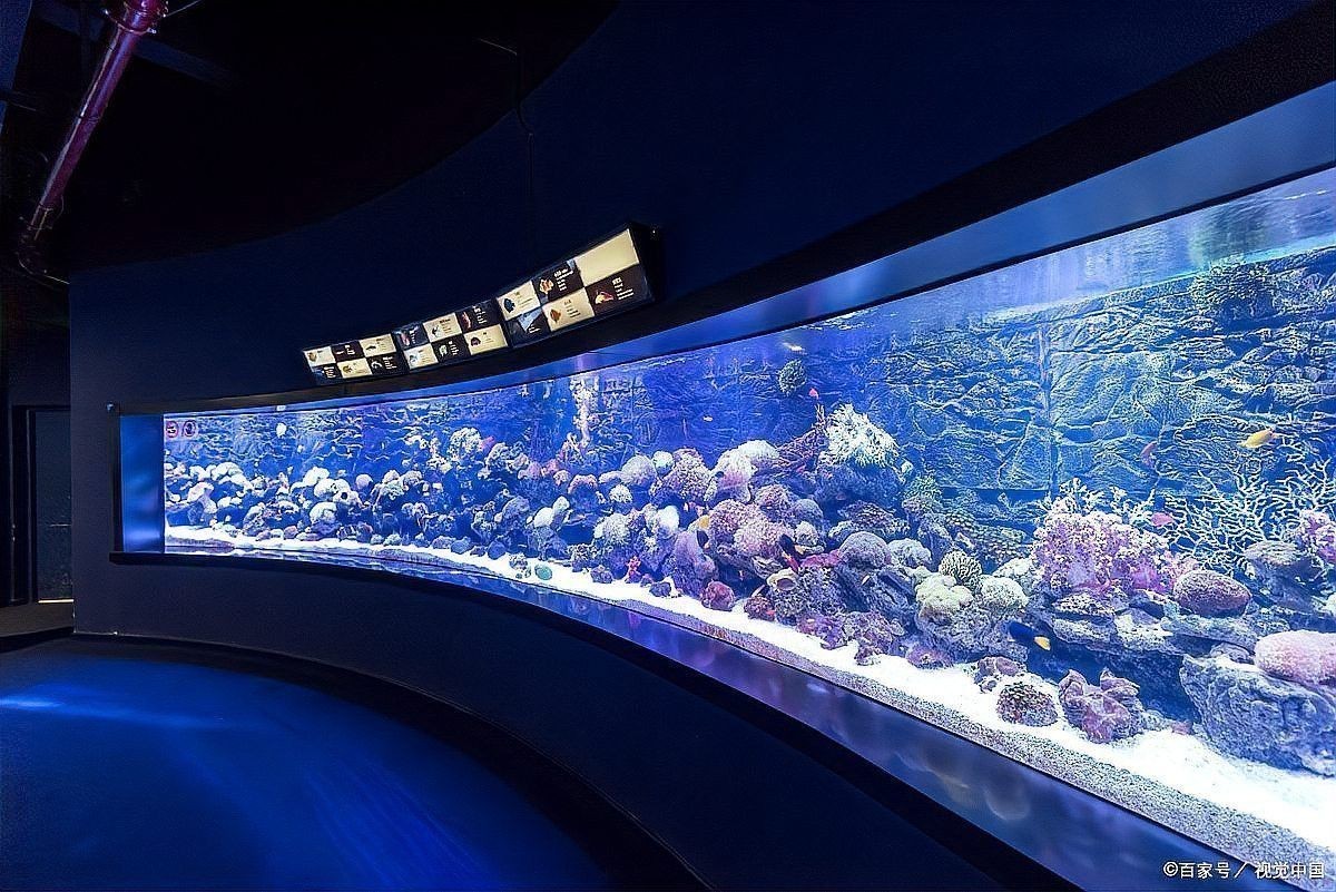 如何促進紅龍魚第二鱗框的發色？