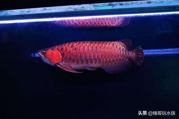 龍魚(yú)防掉眼球放幾個(gè)合適：如何預(yù)防龍魚(yú)掉眼