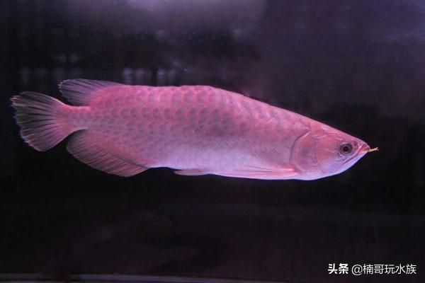 龍魚(yú)防掉眼球放幾個(gè)合適：如何預(yù)防龍魚(yú)掉眼