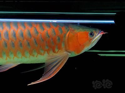 龍魚快不行怎么救：龍魚出現(xiàn)異常狀況，需要采取一定的急救措施來挽救它的生命