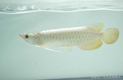 龍魚能不能食用（龍魚可以食用嗎？）