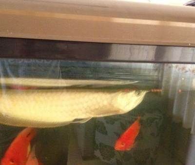 廣州龍魚大賽獲獎名單公布：世界龍魚錦標賽總冠軍13號大紅龍