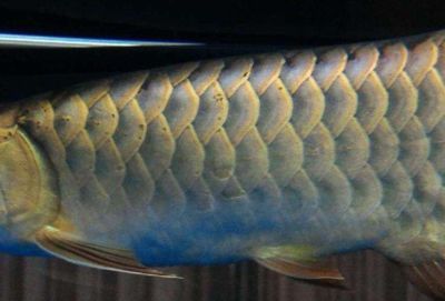 龍魚鱗片發黑：龍魚鱗片發黑可能由多種因素引起，