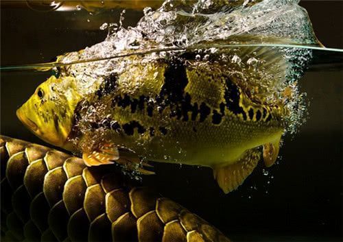 龍魚搶不到食物的原因：龍魚為什么搶不到食物？