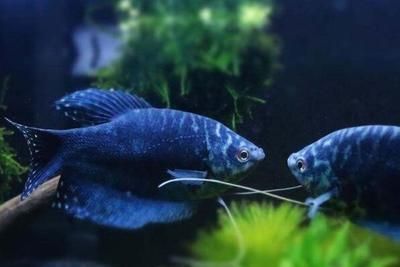 三星曼龍魚（三星曼龍魚的飼養(yǎng)指南）