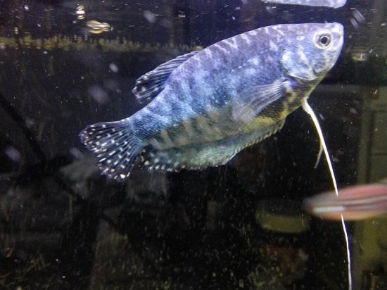 三星曼龍魚（三星曼龍魚的飼養(yǎng)指南）
