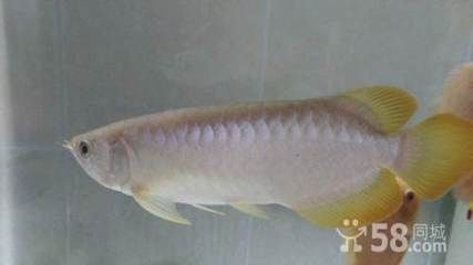號半是什么龍魚