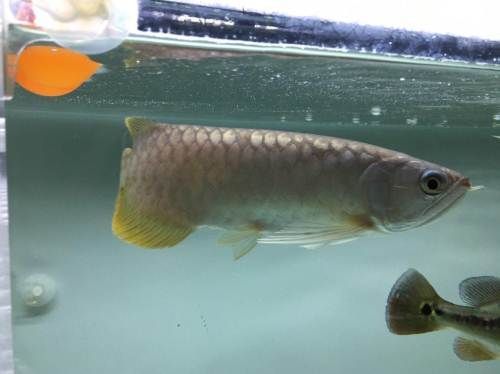 號半是什么龍魚