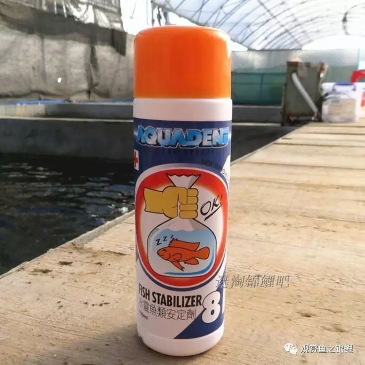 龍魚怎么麻醉最好的方法圖解