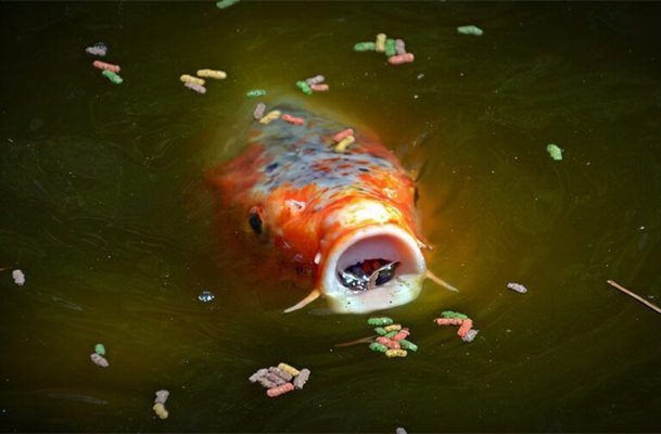 魚缸養魚多久喂一次，如何判斷魚是否吃飽魚缸水質惡化