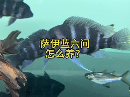 薩伊綠恐龍魚價格