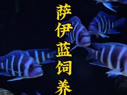 薩伊綠恐龍魚價格