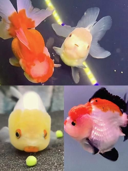 薩伊綠恐龍魚價格