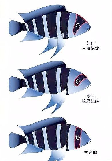 薩伊綠恐龍魚價格