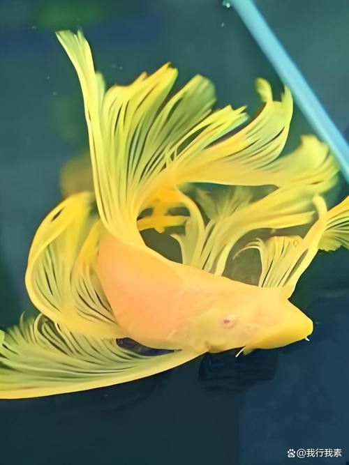 薩伊綠恐龍魚價格