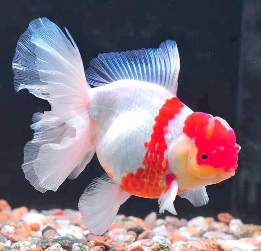 薩伊綠恐龍魚價格