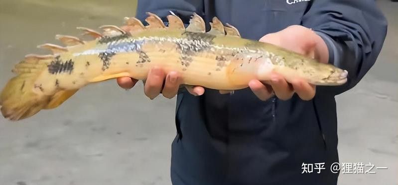 薩伊綠恐龍魚價格