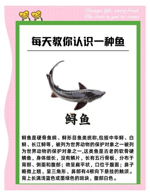 中華鱘和鱘龍魚有什么區別？