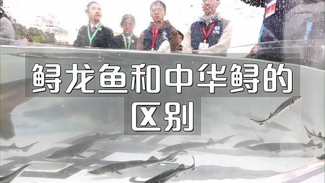 中華鱘和鱘龍魚有什么區別？