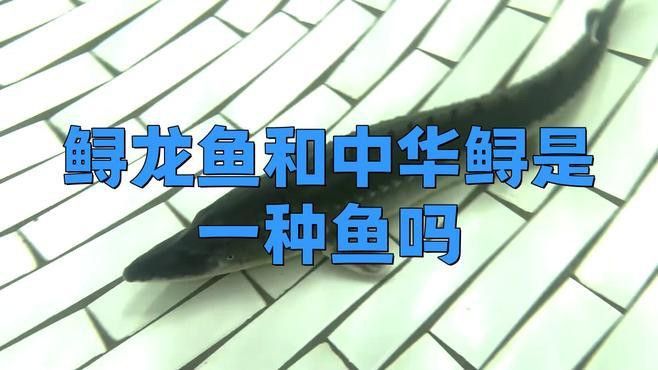 中華鱘和鱘龍魚有什么區別？