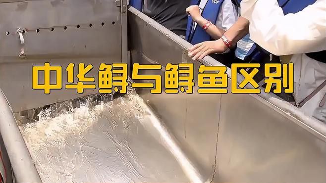 中華鱘和鱘龍魚有什么區別？