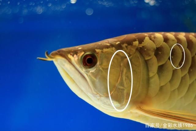 龍魚如何分公母：如何區(qū)分龍魚的公母