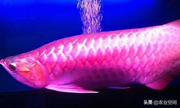 龍魚低溫有什么表現：龍魚在低溫下的表現