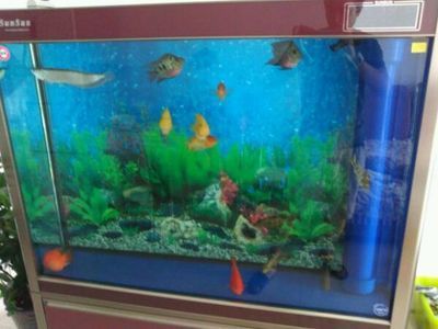 養(yǎng)銀龍魚(yú)要多大的缸,高度多少好看：養(yǎng)銀龍魚(yú)要多大的缸，高度多少好看