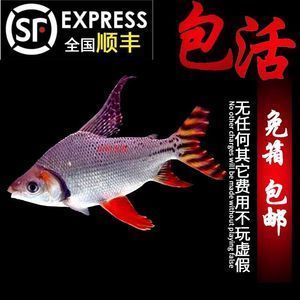 鳳魚吸龍魚的行為是由于鳳魚的天性和龍魚的身體狀況所導致的：鳳魚吸龍魚怎么回事