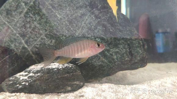 龍魚魚鰭充血最簡單三個處理方法