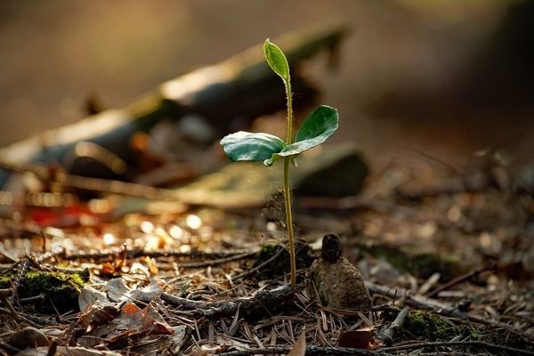 雪龍魚水霉病的日常護理:雪龍魚水霉病日常護理 龍魚百科 第1張 雪龍魚水霉病的日常護理:雪龍魚水霉病日常護理 雪龍魚水霉病的日常護理:雪龍魚水霉病日常護理 龍魚百科 第1張