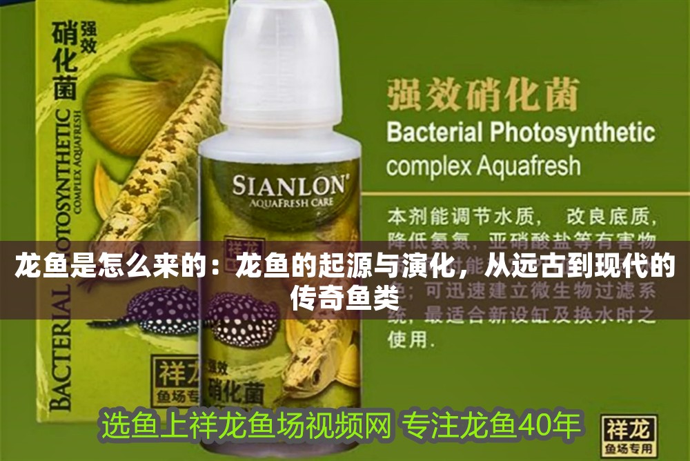 龍魚是怎么來的：龍魚的起源與演化，從遠古到現代的傳奇魚類