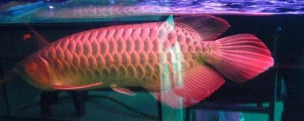 龍魚如何養出大體型