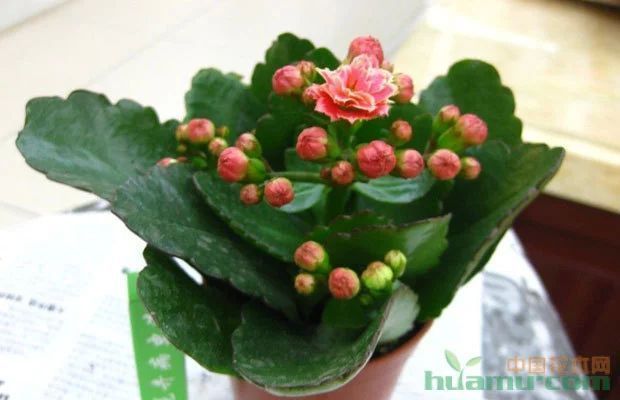 金龍魚和長壽花那個(gè)好（金龍魚和長壽花品牌發(fā)展史探究金龍魚和長壽花品牌發(fā)展史）
