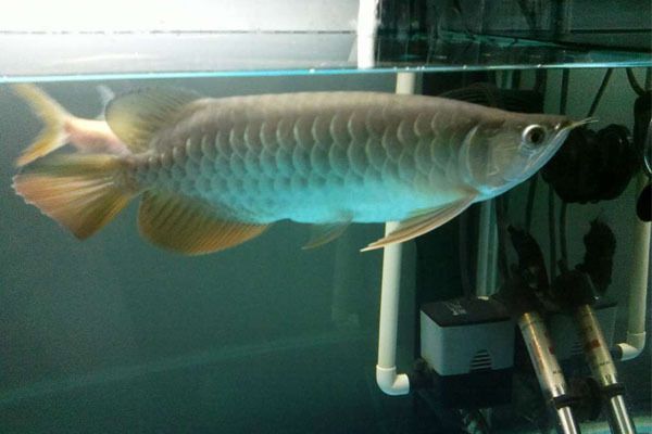 紅尾金龍魚(yú)和過(guò)背金龍有什么區(qū)別（如何鑒別幼魚(yú)期的紅尾金龍魚(yú)與過(guò)背金龍魚(yú)的市場(chǎng)趨勢(shì)）