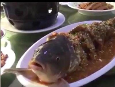龍魚嘴總是一張一合的怎么辦：龍魚嘴總是一張一合怎么辦 龍魚嘴總是一張一合的怎么辦：龍魚嘴總是一張一合怎么辦 龍魚百科 第2張