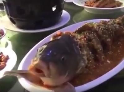 龍魚嘴總是一張一合的怎么辦：龍魚嘴總是一張一合怎么辦 龍魚嘴總是一張一合的怎么辦：龍魚嘴總是一張一合怎么辦 龍魚百科 第3張