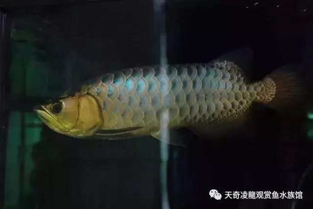 金龍魚吃框過程（如何通過飼養(yǎng)延緩金龍魚吃框過程中的色彩變化）