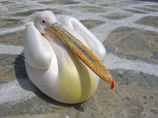 金龍魚吃框過程（如何通過飼養(yǎng)延緩金龍魚吃框過程中的色彩變化）