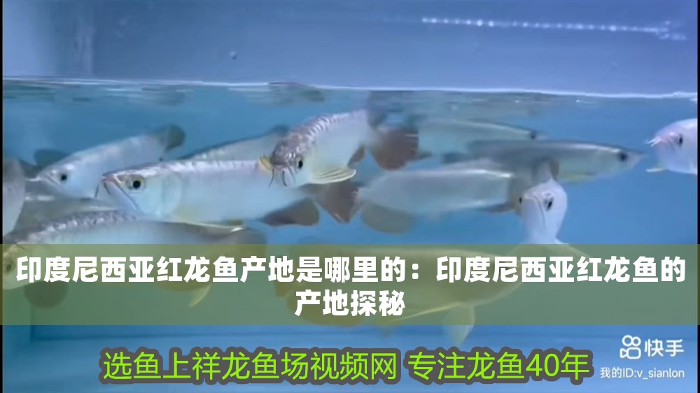 印度尼西亞紅龍魚產(chǎn)地是哪里的：印度尼西亞紅龍魚的產(chǎn)地探秘