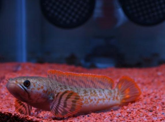 哪種龍魚好養活又好養（美洲龍魚食譜推薦,高背紅尾金龍魚選購技巧）