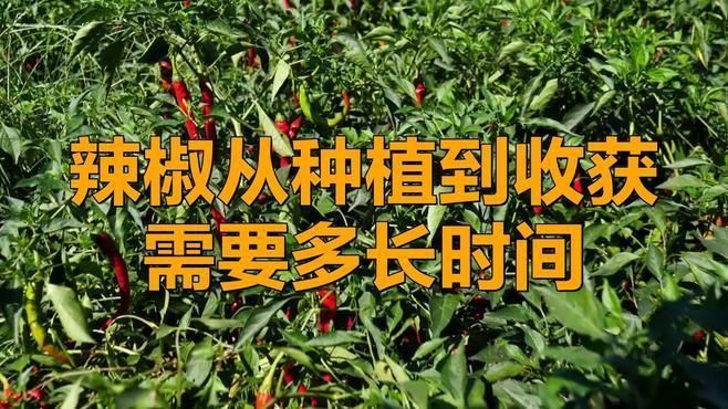 辣椒多久能結果
