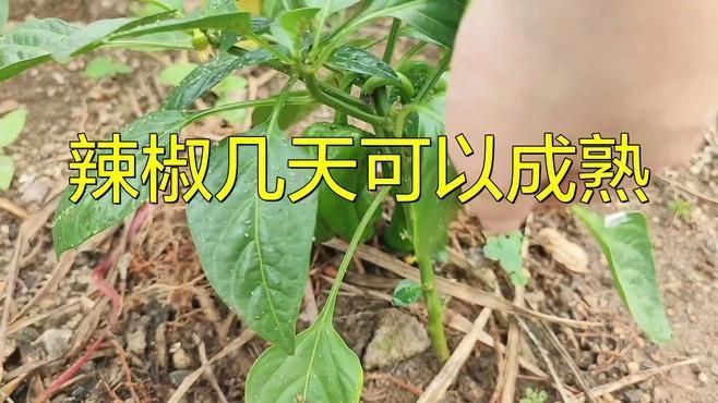辣椒多久能結果