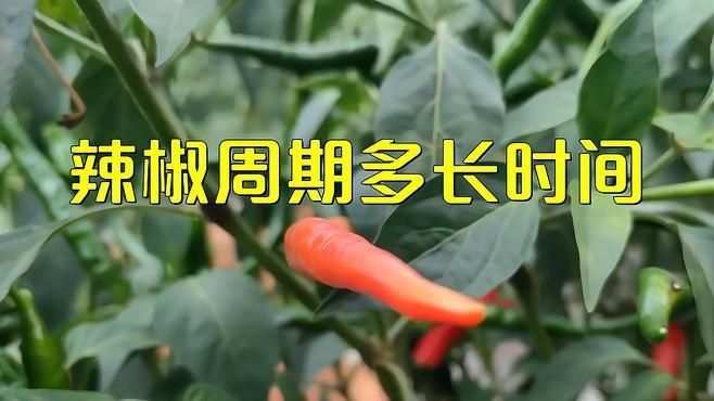 辣椒多久能結果