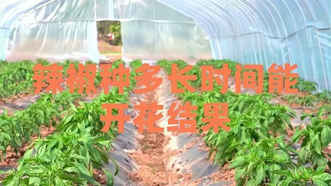 辣椒多久能結果