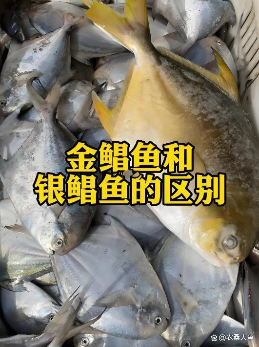 金鯧魚和銀鯧魚哪個好